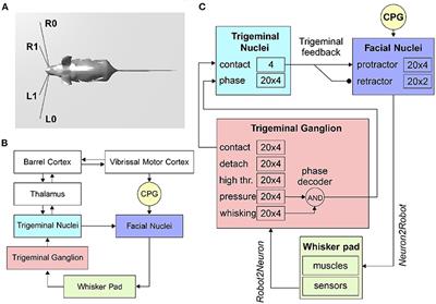 Brain-Inspired Spiking Neural Network Controller for a Neurorobotic Whisker System